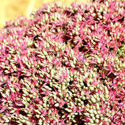 Visuel 1 du produit Sédum Mr Goodbud rose en pot de 2 L