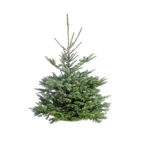 Visuel 1 du produit Sapin de Noël naturel coupé Nobilis