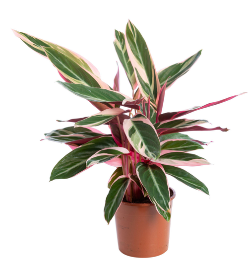 Visuel 1 du produit Calathea Triostar vert. Le pot Ø 17 cm