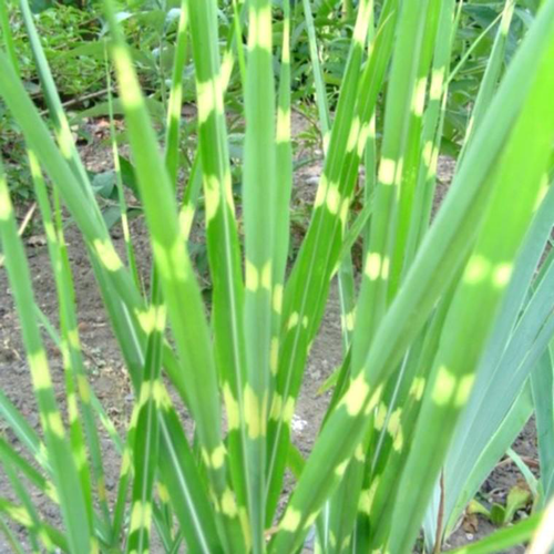 Visuel 1 du produit Miscanthus sinensis Zebrinus ou eulalie - Le pot de 5 litres