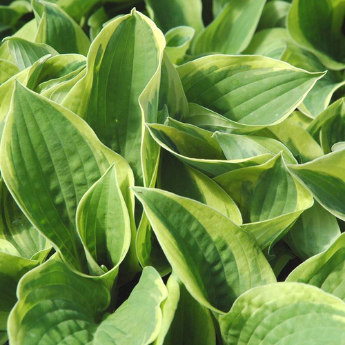 Visuel 1 du produit Hosta 'American Halo' - Le pot de 2 litres
