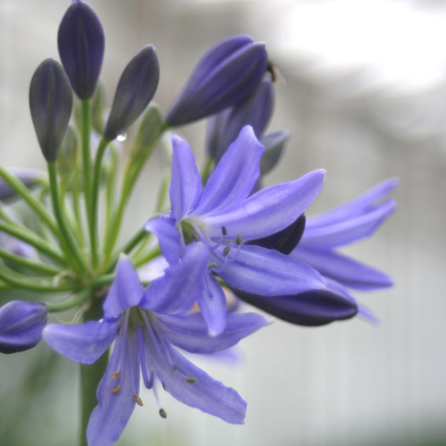 Visuel 1 du produit Agapanthus X. Le pot de 1 litre