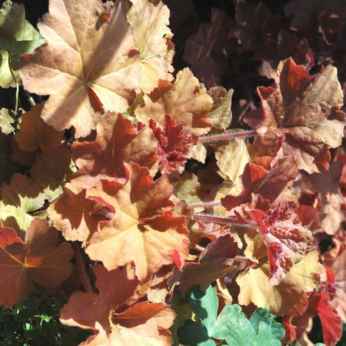 Visuel 1 du produit Heuchera 'Caramel' ® - Le pot de 2 litres