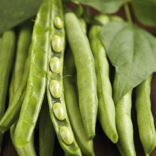 Visuel 1 du produit Féve Eleonora Bio. La barquette de 3 plants