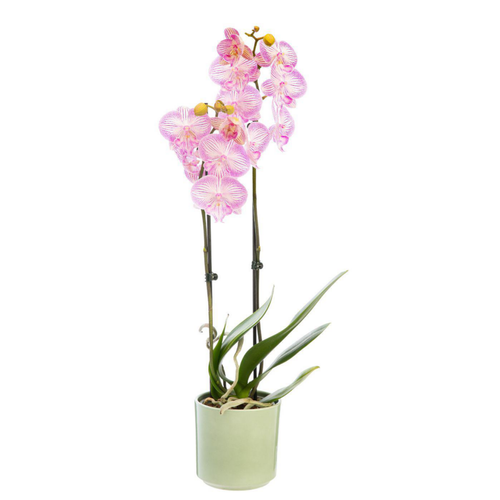 Visuel 1 du produit Phalaenopsis ou Orchidée Papillon 2 branches pot D.12 cm