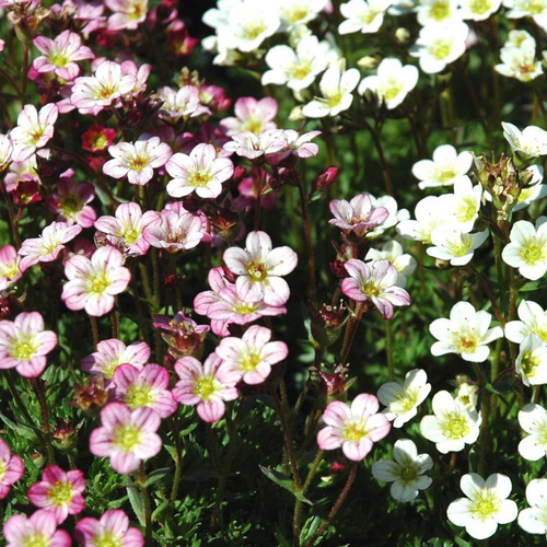 Visuel 1 du produit Saxifrage-Mousse Alpino Early 'Carnival' - Le pot de 2 litres