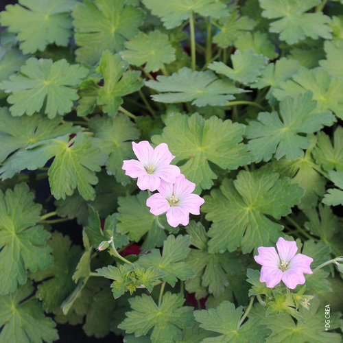 Visuel 1 du produit Geranium Dreamland (Rose) - Le pot de 4 litres