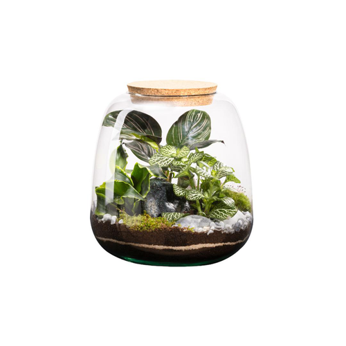 Visuel 1 du produit Terrarium autonome botanic® Moly Stone - Taille M Ø 19 cm H 20 cm
