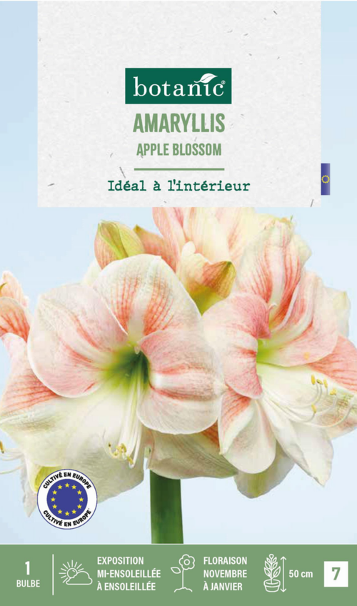 Visuel 1 du produit Amaryllis intérieur Apple Blossom botanic® - 1 bulbe