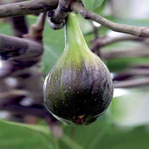 Visuel 1 du produit Figuier Brown Turkey. Le pot de 15 litres forme 1/2 tige