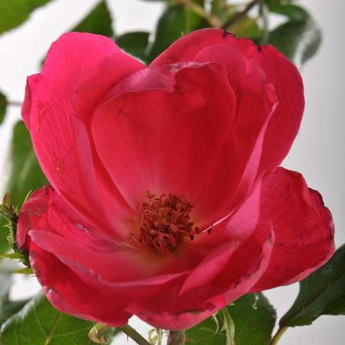 Visuel 1 du produit Rosier Knock out Radrazz rouge. Le pot de 2 litres