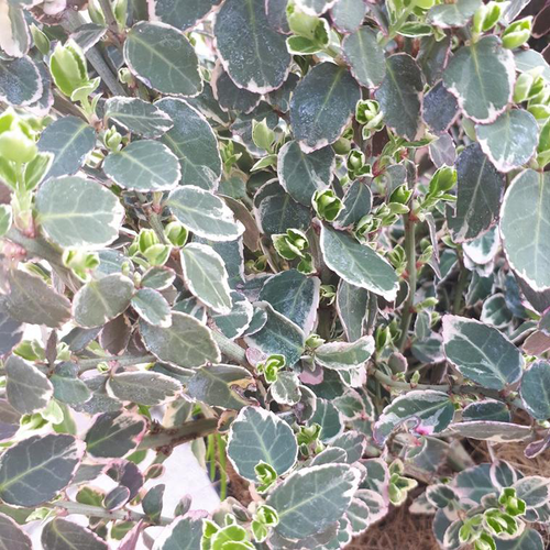 Visuel 1 du produit Euonymus Fortunei Emerald Gaiety panaché blanc ¼ Tige pot déco de 6 L