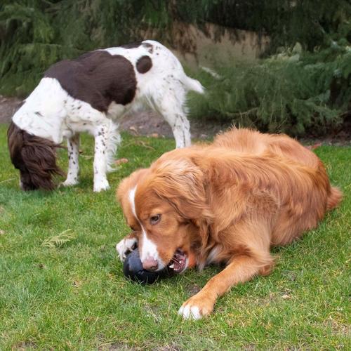 Visuel 3 du produit Jouet pour chien coloris noir en caoutchouc distributeur de friandises Bite Me Grrrip it - Taille M 11 x 9 x 7,5 cm