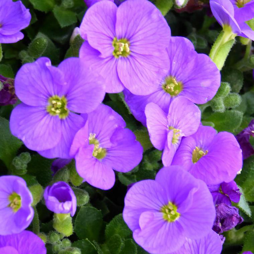 Visuel 1 du produit Aubretia - Le pot de 1 litre