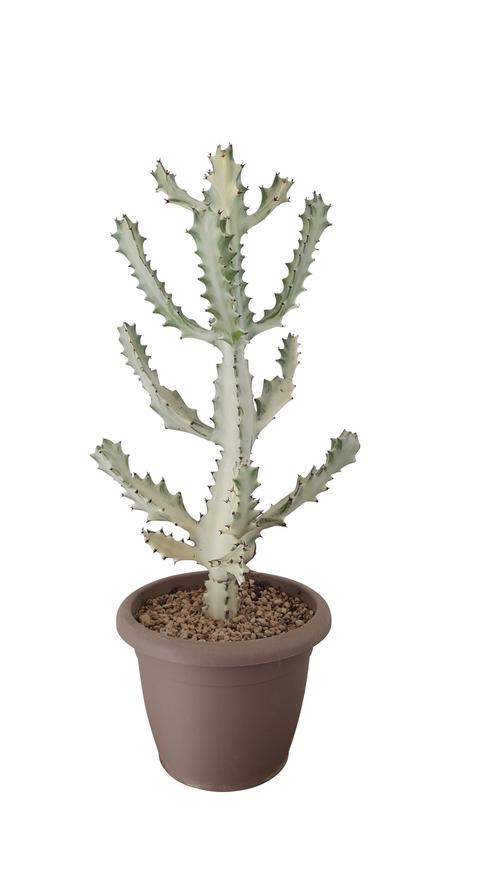 Visuel 1 du produit Cactus mix botanic®. Le pot de Ø 40 cm