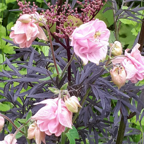 Visuel 1 du produit Aquilegia Caerulea Doubles Mixtes. Le pot de 2 litres