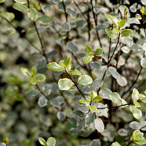 Visuel 1 du produit Pittosporum tenuifolium Glo Ball en pot de 7,5 L