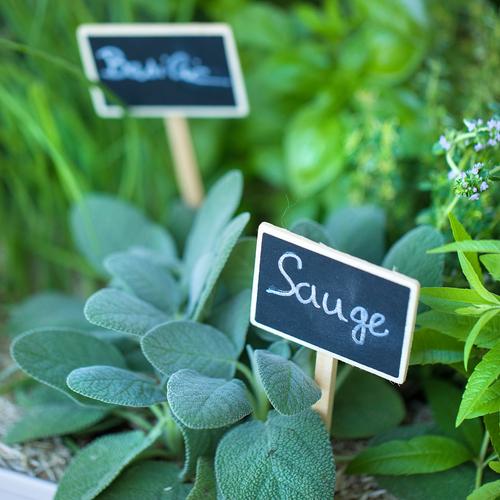 Visuel 3 du produit Etiquettes à planter en bois – 14 cm