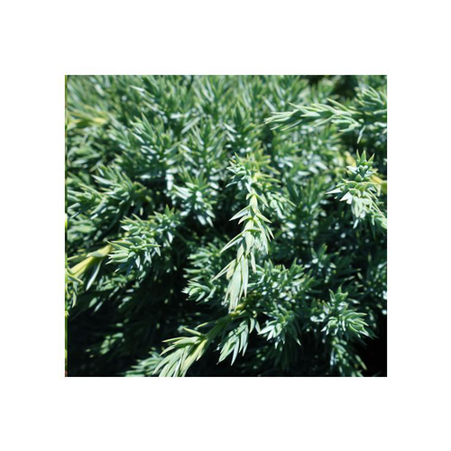 Visuel 1 du produit Genévrier écailleux Blue Carpet. Le pot de 2 litres, 20/25 cm