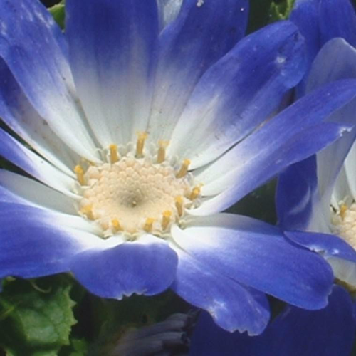 Visuel 1 du produit Cineraire Senetti - Le pot de 13 cm