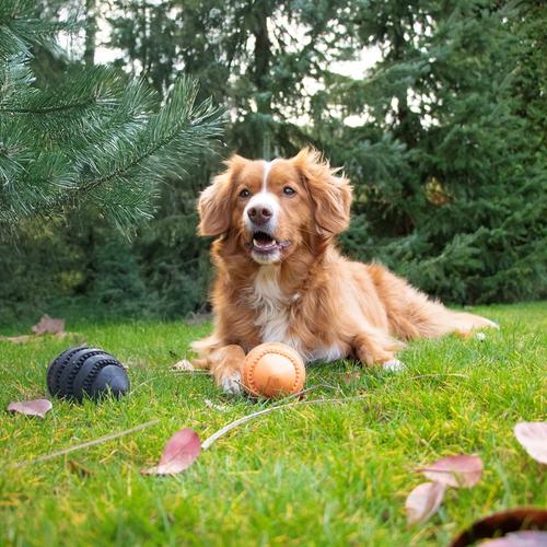 Visuel 4 du produit Jouet pour chien en caoutchouc coloris noir distributeur de friandises rugby Bite Me Nibble - Taille L 15 x 8,6 x 8,6 cm