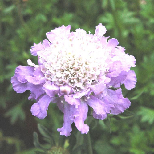 Visuel 1 du produit ScaBiosa - Le pot de 4 litres