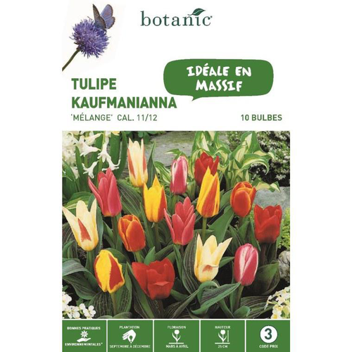 Visuel 1 du produit Tulipe kaufmanianna en mélange botanic® - 10 bulbes