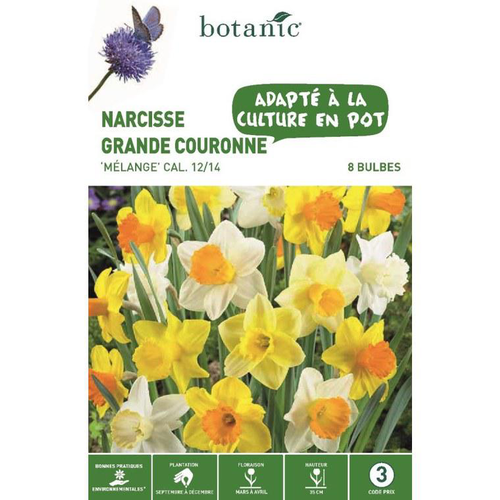 Visuel 1 du produit Narcisse Grande Fleur en mélange botanic® - 8 bulbes