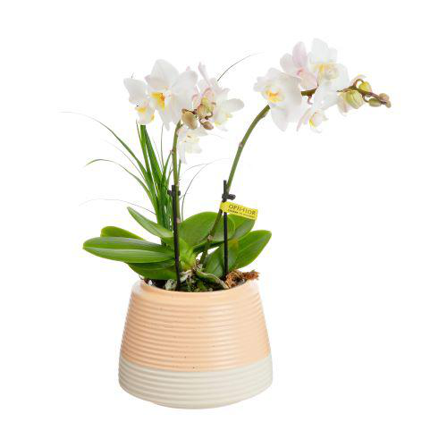 Visuel 1 du produit Phalaenopsis botanico nolina avec un pot en céramique coloris multicolore - Ø 9 cm