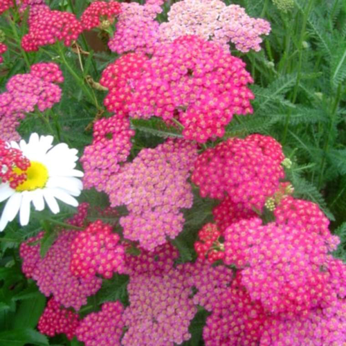 Visuel 1 du produit Achillea Millefolium Tutti Frutti Pink Grapefruit , le pot de 4 litres