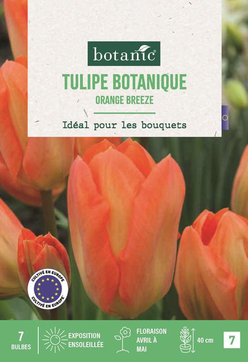Visuel 1 du produit Tulipe fost. Orange breeze X7