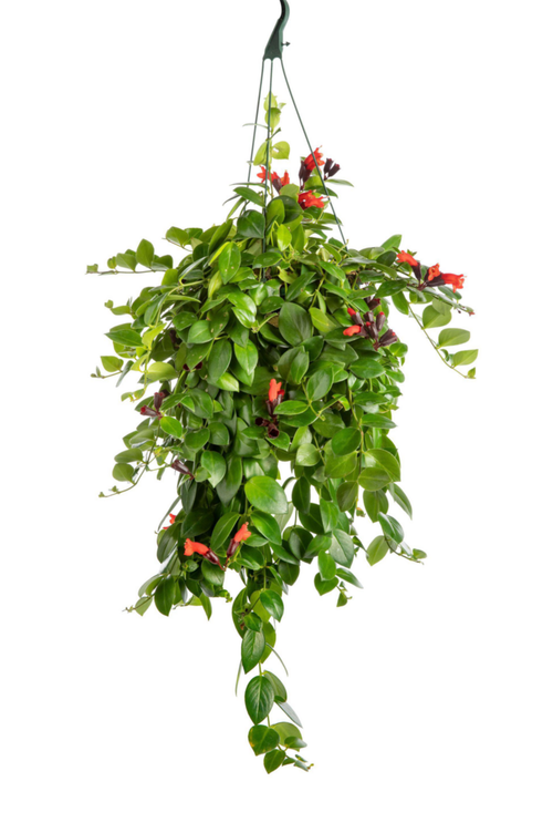 Visuel 1 du produit Aeschynanthus Mona Lisa vert. La suspension Ø 14 cm