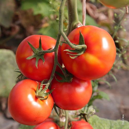 Visuel 1 du produit Tomate bio. Le pot de 2,5 litres