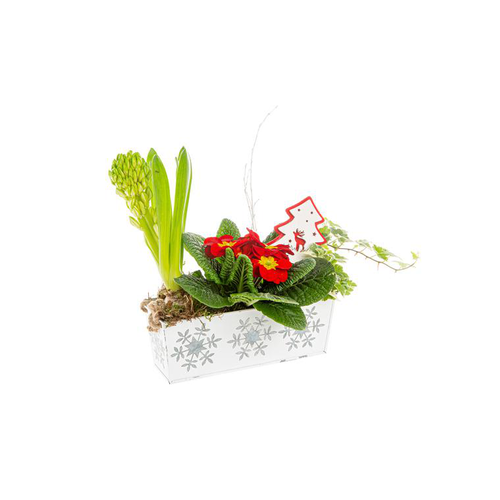 Visuel 1 du produit Jacinthe Prim Hedera Jardinière Zinc Flocon blanc