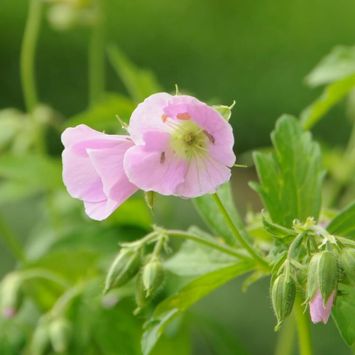 Visuel 1 du produit Géranium vivace chatto rose en pot de 2 L