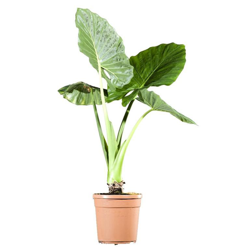 Visuel 1 du produit Alocasia Macrorhysa - Le pot de 2 litres
