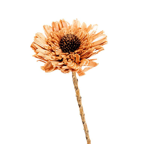 Visuel 1 du produit Fleur en bois de Sola et coco forme Œillet - Ø 8 x H 53 cm