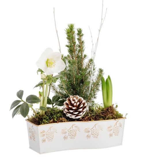 Visuel 1 du produit Composition d'Hellébore, Jacinthe et Épicéa. La jardinière 26 x 8 cm décor pomme de pin blanc.