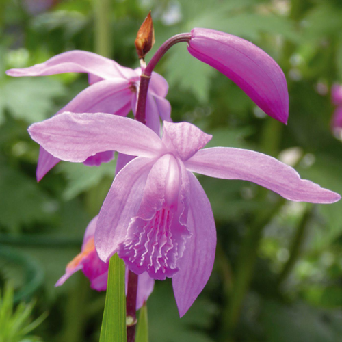 Visuel 1 du produit Orchidee vivace Bletilla - Le pot de 12 cm
