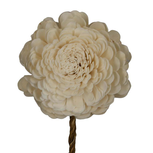 Visuel 1 du produit Fleur de sola blanc cassé belli nature - Ø 12 x H 65 cm