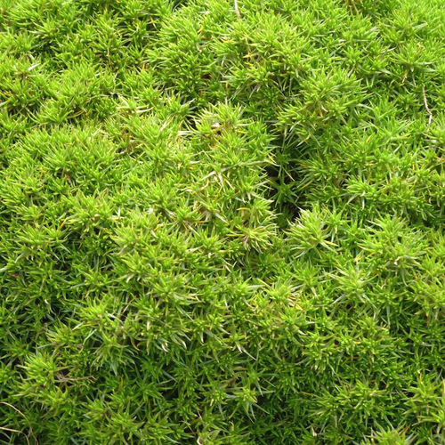 Visuel 1 du produit Scleranthus mousse vert. Le pot de 1 litre