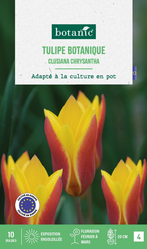 Visuel 1 du produit Tulipe species clusiana chrysantha botanic® - 10 bulbes