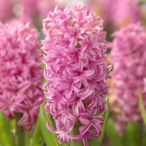 Visuel 1 du produit Jacinthe - La jardinière