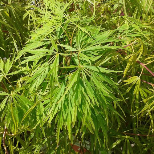 Visuel 1 du produit Érable du Japon greffé Dissectum Viridis vert. Le pot de 3 litres