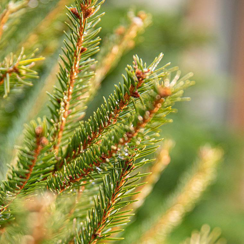 Visuel 2 du produit Sapin de Noël naturel coupé Label Rouge Picea Excelsa