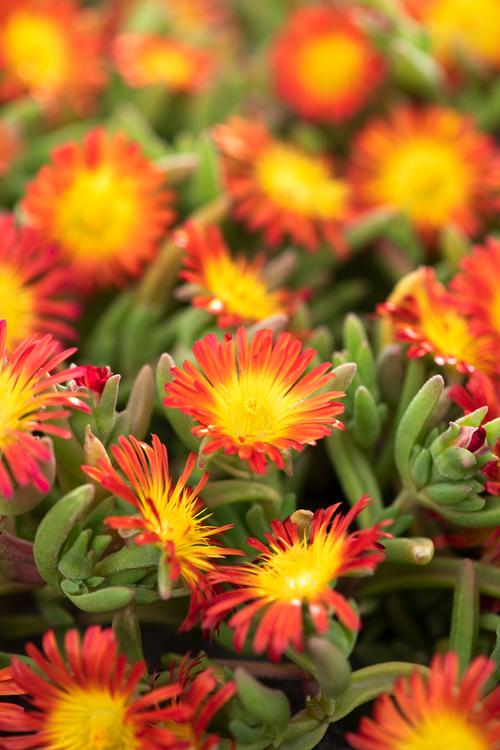 Visuel 1 du produit Pourpier WOW FIRE WONDER - Le pot de 2 litres