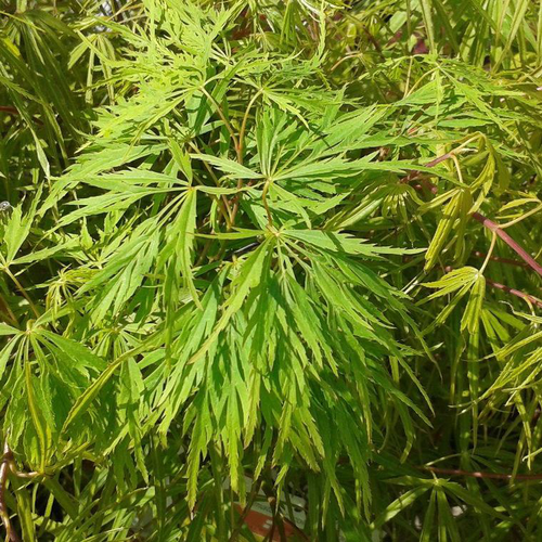 Visuel 1 du produit Érable du Japon Dissectum Viridis 40/50. Le pot de 4,5 litres