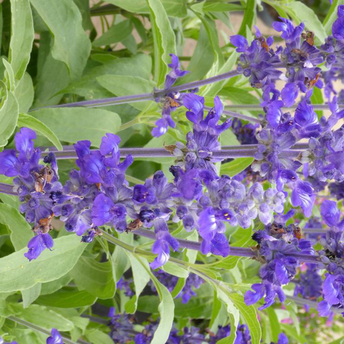 Visuel 1 du produit Sauge mystic bleue - Le pot de 1 litre