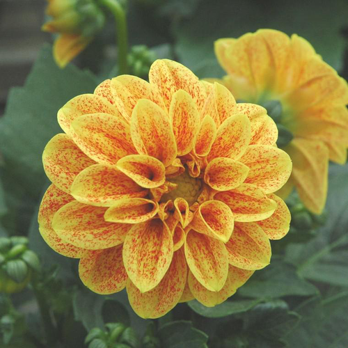 Visuel 1 du produit Dahlia à fleurs multicolores - Le pot de 4,5 litres