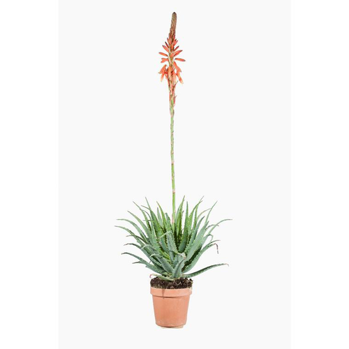 Visuel 1 du produit Aloe Spinosissima pot de 1 L vert